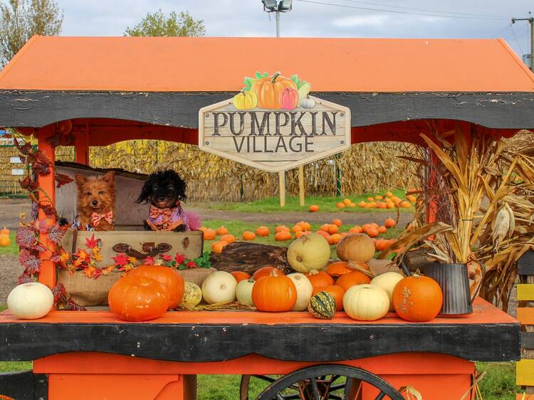 Marsh Farm Pumpkin Picking Village