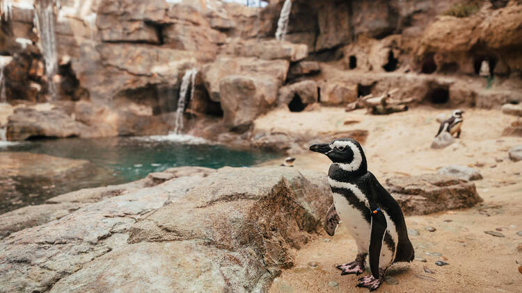 Oceanário de Lisboa, pinguins