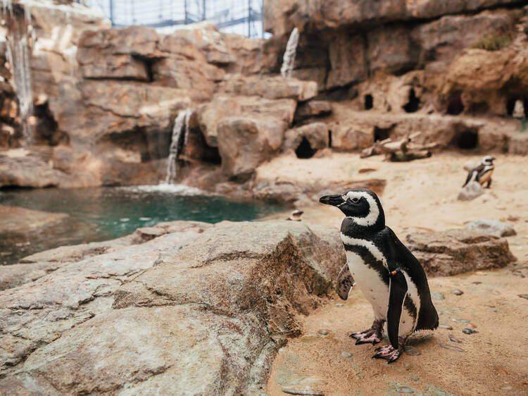 Sentiu falta dos pinguins? Estão de volta ao Oceanário de Lisboa