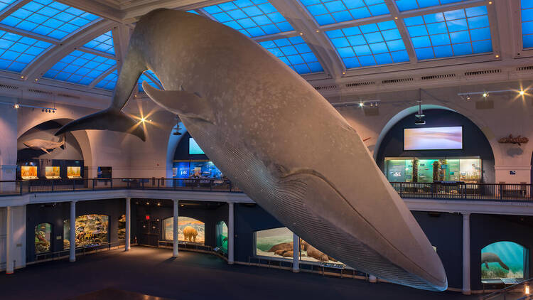 Blue Whale at the American Museum of Natural History