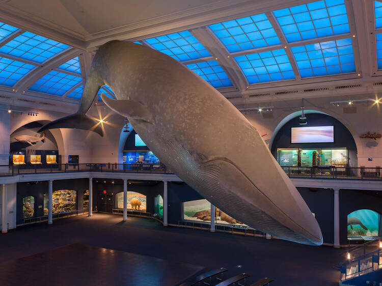 The Museum of Natural History sleepovers are officially coming back after a five-year pause The Museum of Natural History sleepovers are officially coming back after a five-year pause
