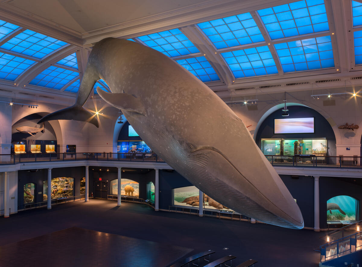 The Museum of Natural History sleepovers are officially coming back after a five-year pause