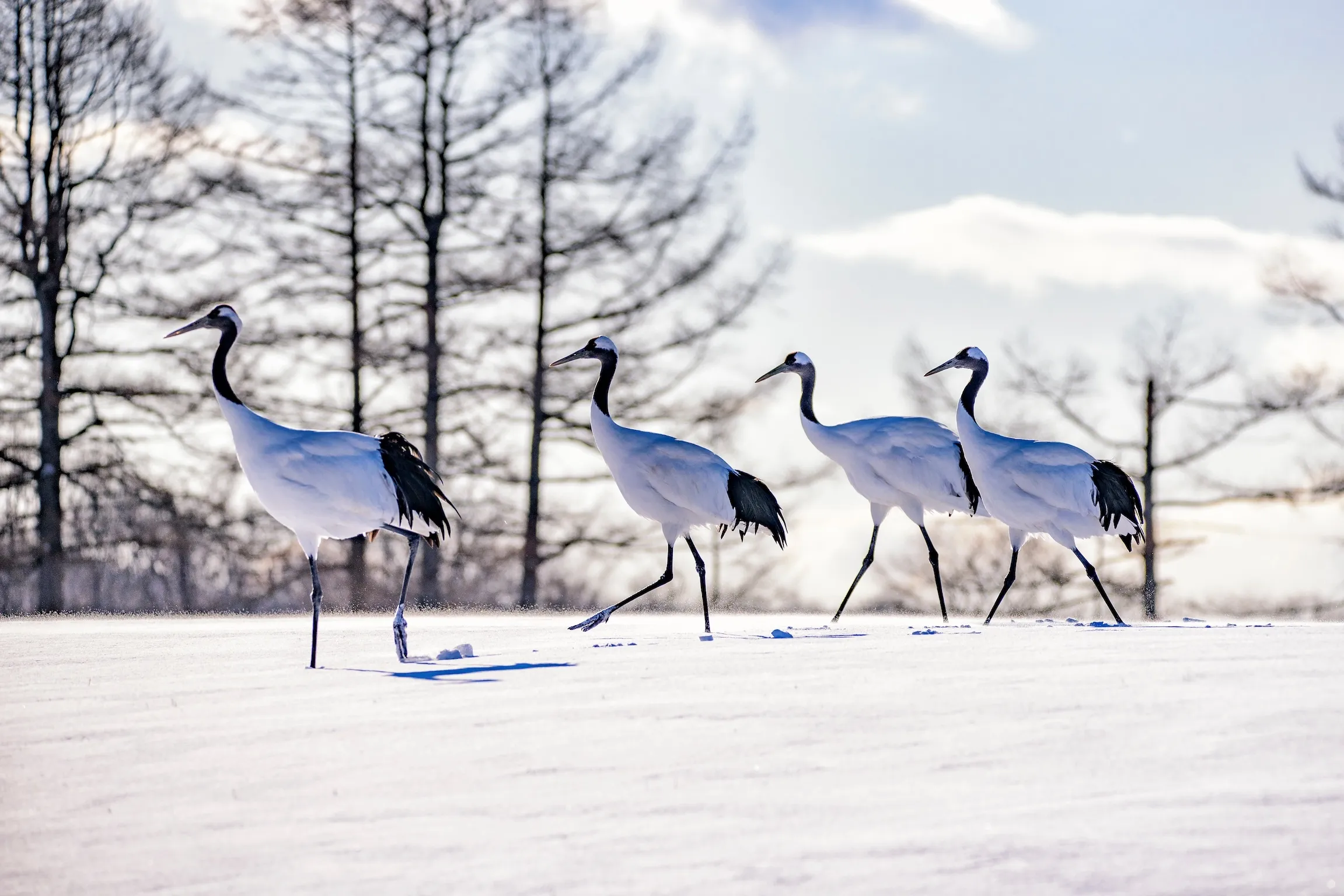 Japanese Red-Crowned Crane walking on the snow hill in Winter at Tsurui Ito Tancho Sanctuary, Kushiro, Hokkaido, Japan