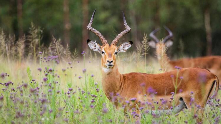 Two Brown Impala South Africa