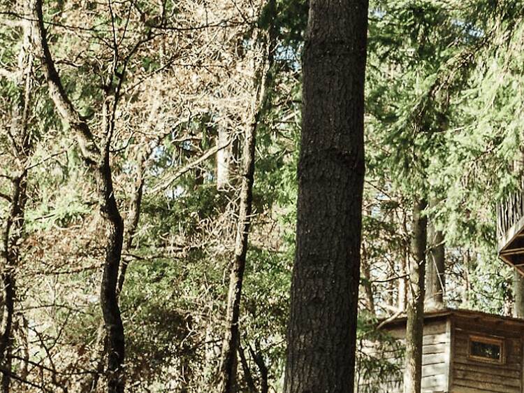 Cabañas en árboles