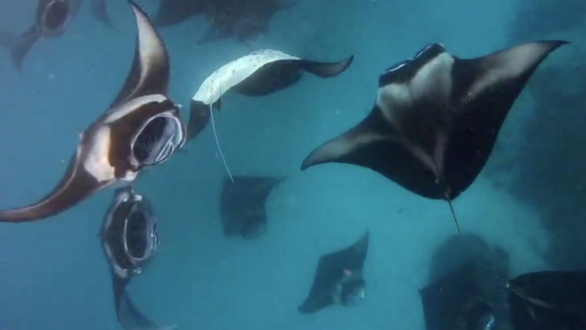 Where to See Manta Rays in Asia: Snorkelling at Hanifaru Bay, Maldives