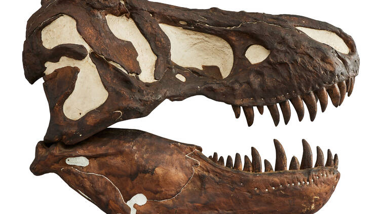 この秋行きたい注目の自然・科学展5選