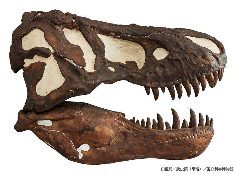 この秋行きたい注目の自然・科学展5選