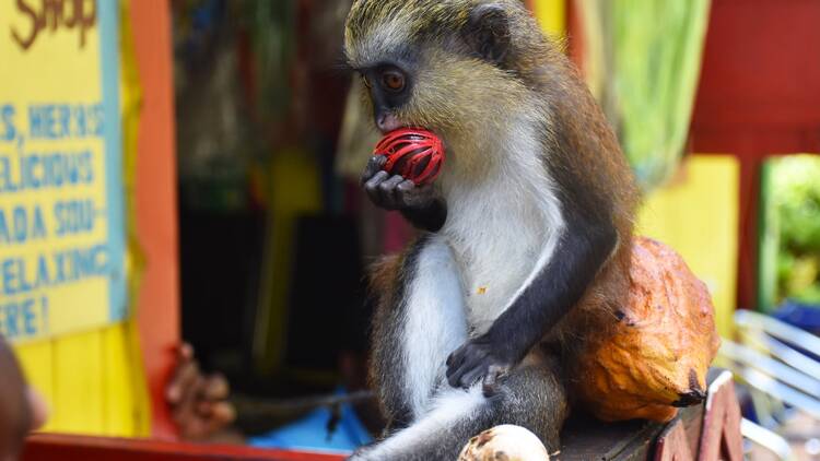 Meet the monkeys at Grand Etang