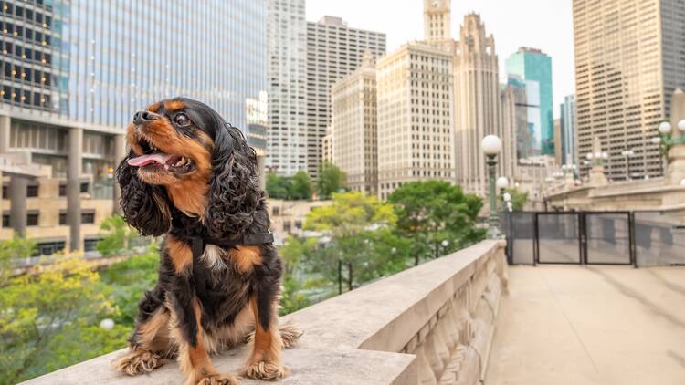 Cavalier King Charles Spaniel in Chicago