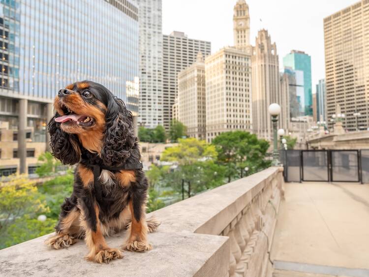 Free pet-friendly Barktoberfest returns to the Chicago Riverwalk this week
