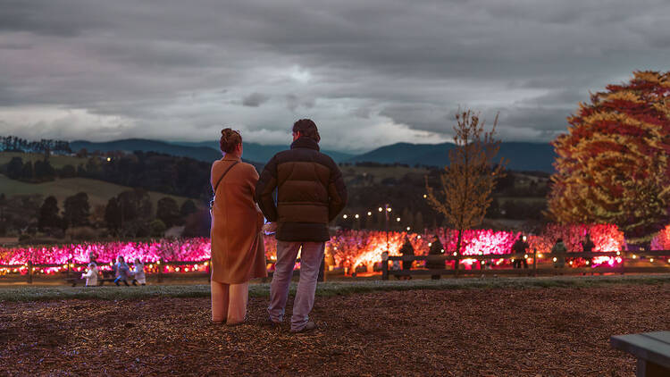 Two people looking at a cherry orchard illuminated by light.
