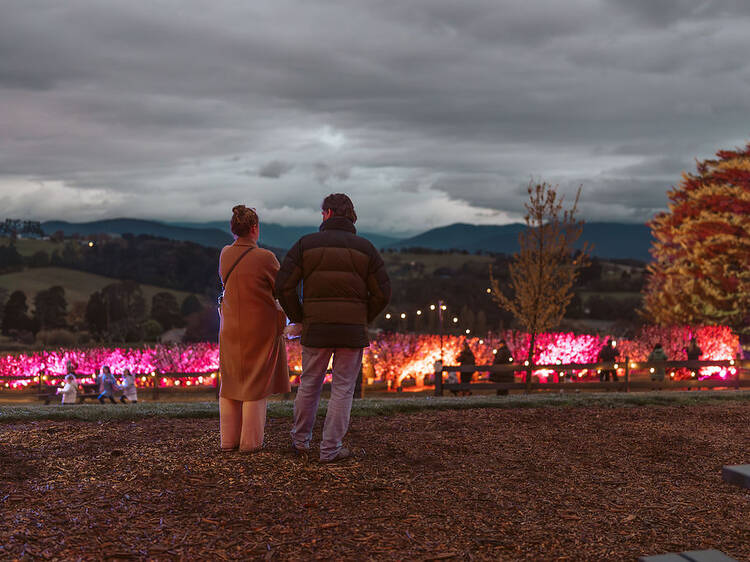 See millions of illuminated cherry blossoms at this special after-dark spring event