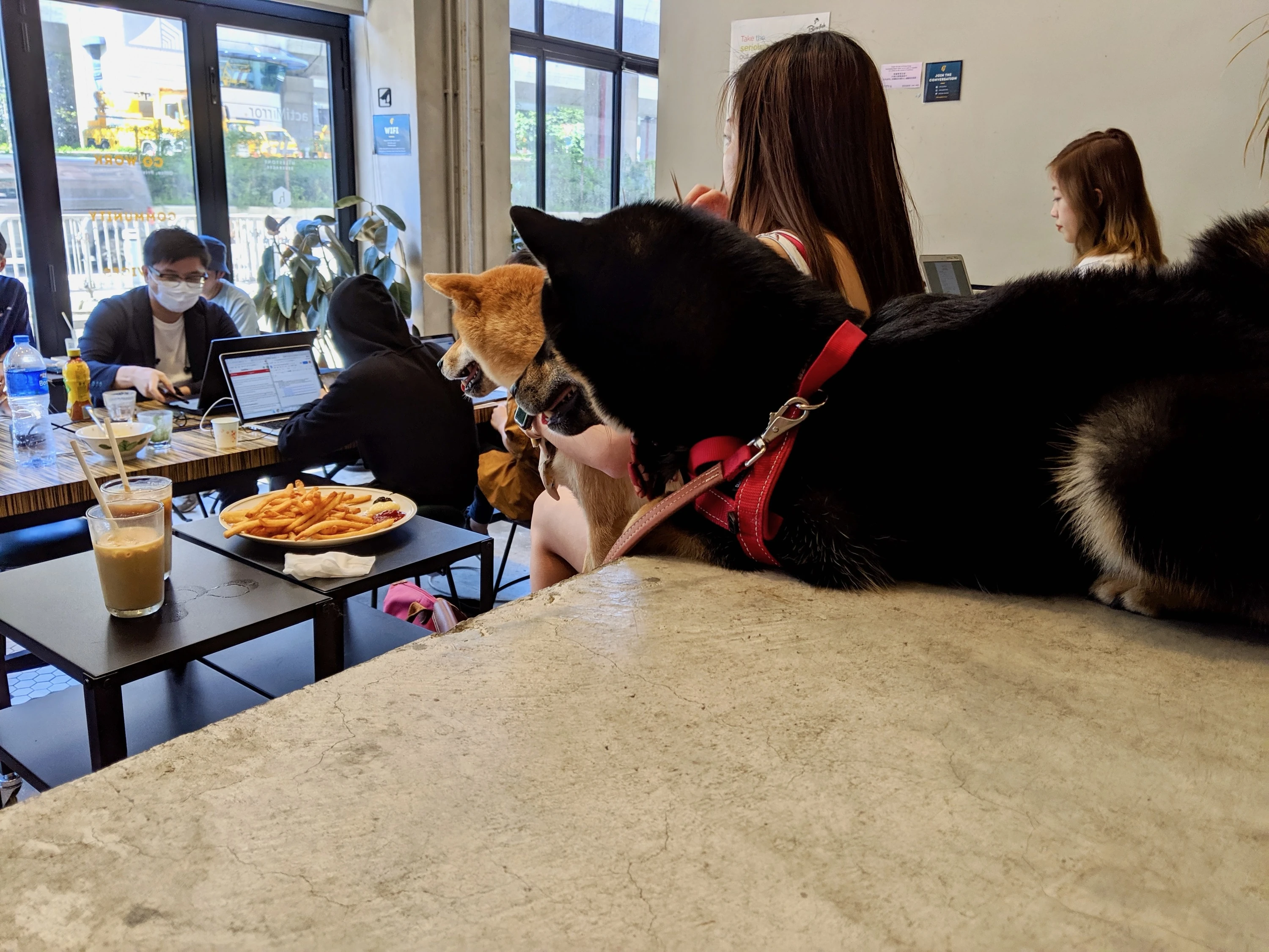 Pet friendly cafe