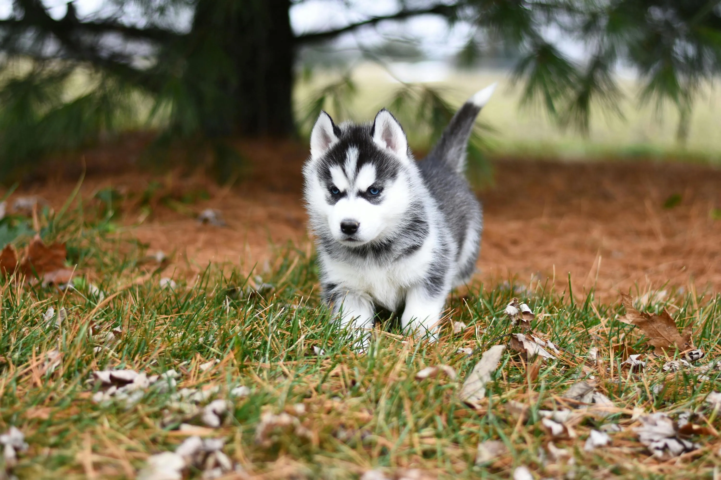 Husky Rescue Spring Walk