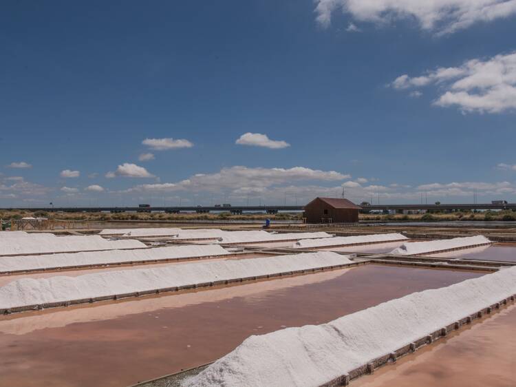 Alcochete vai ter festival gratuito nas Salinas do Samouco