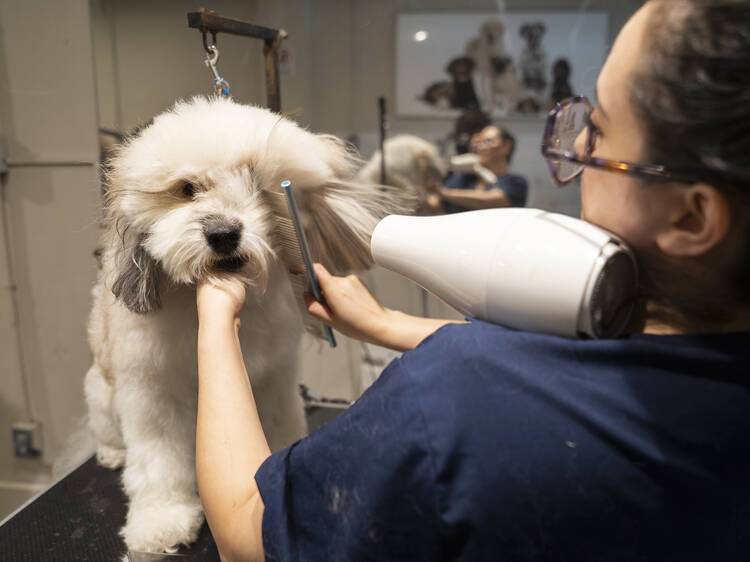BöN Pet Spa