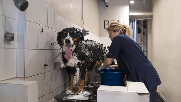 Baño de perro en BöN Pet Spa