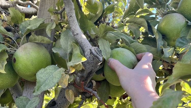 Where to go apple picking near Los Angeles