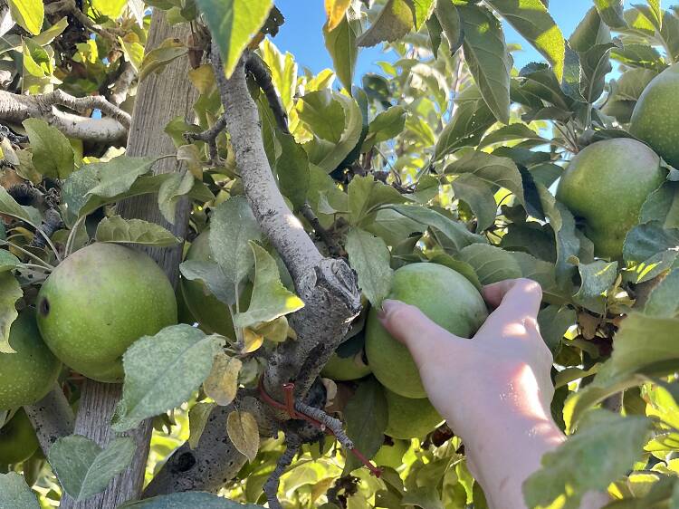 Where to go apple picking near Los Angeles
