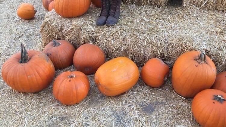 Play in a pumpkin patch