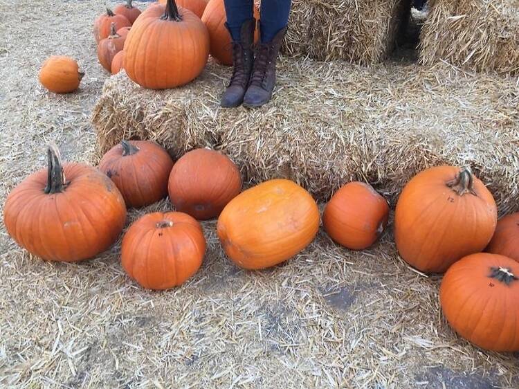 Play in a pumpkin patch