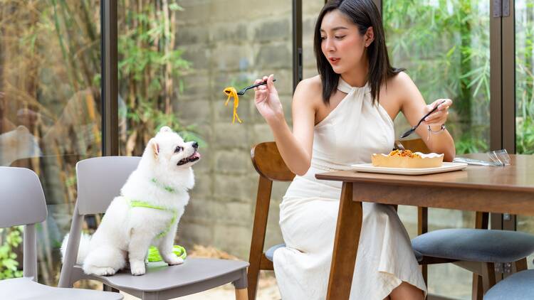 Dogs will be allowed in designated Hong Kong restaurants under new licence
