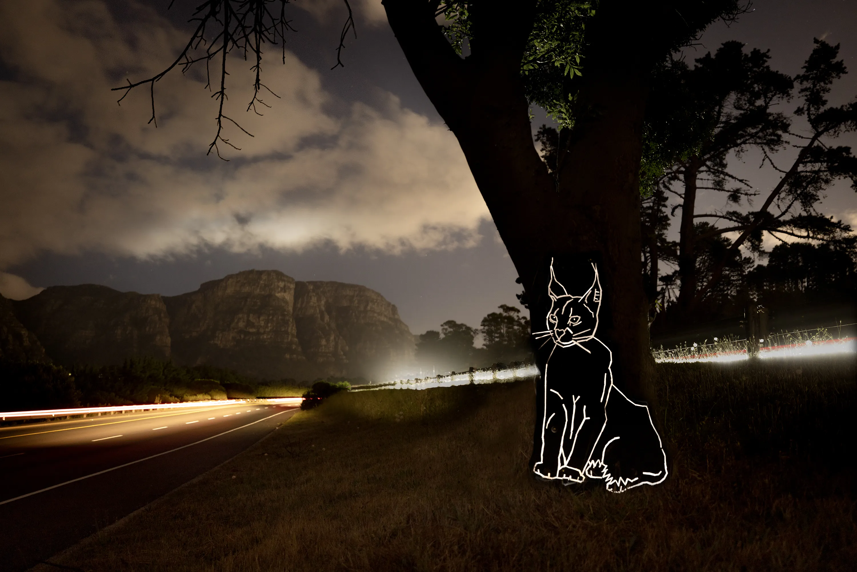 Reflective Rooikatte in Cape Town