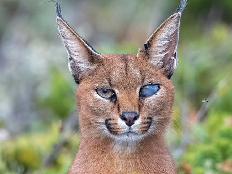 Meet Callisto, Cape Town's one-eyed caracal