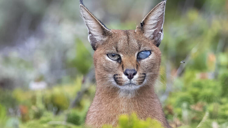 Meet Callisto, Cape Town's one-eyed caracal