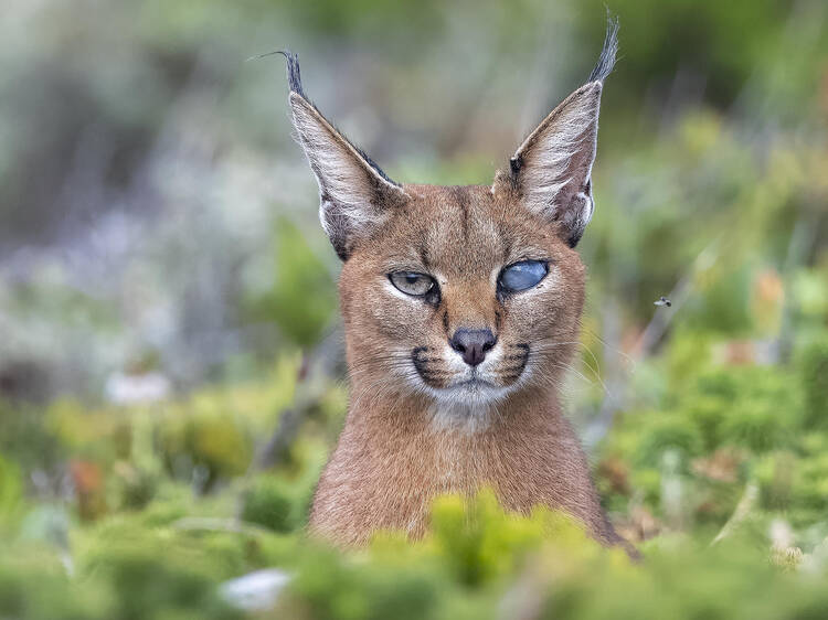 Meet Callisto, Cape Town's one-eyed caracal