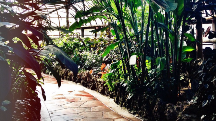 Lincoln Park Conservatory's interior