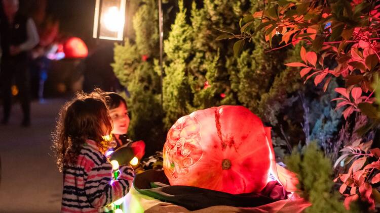 Chicago, IL: Night of 1,000 Jack-o'-Lanterns