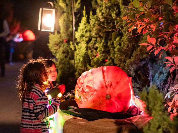 Chicago, IL: Night of 1,000 Jack-o'-Lanterns