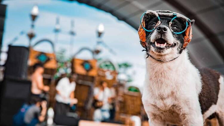 Dogs & Friends Garden Party