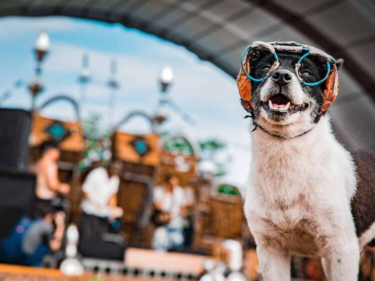 Dogs & Friends Garden Party