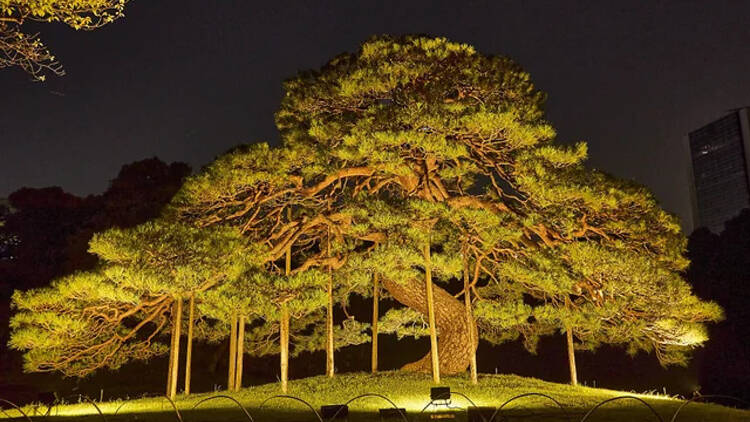 秋の夜長の小石川後楽園