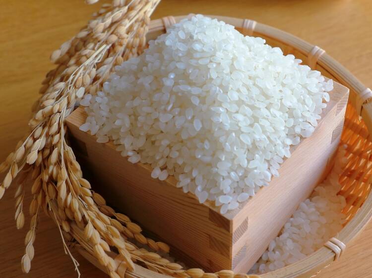 Rice
