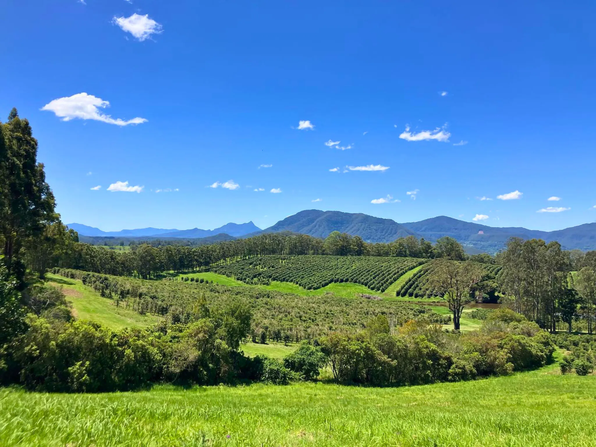 Coffee farm