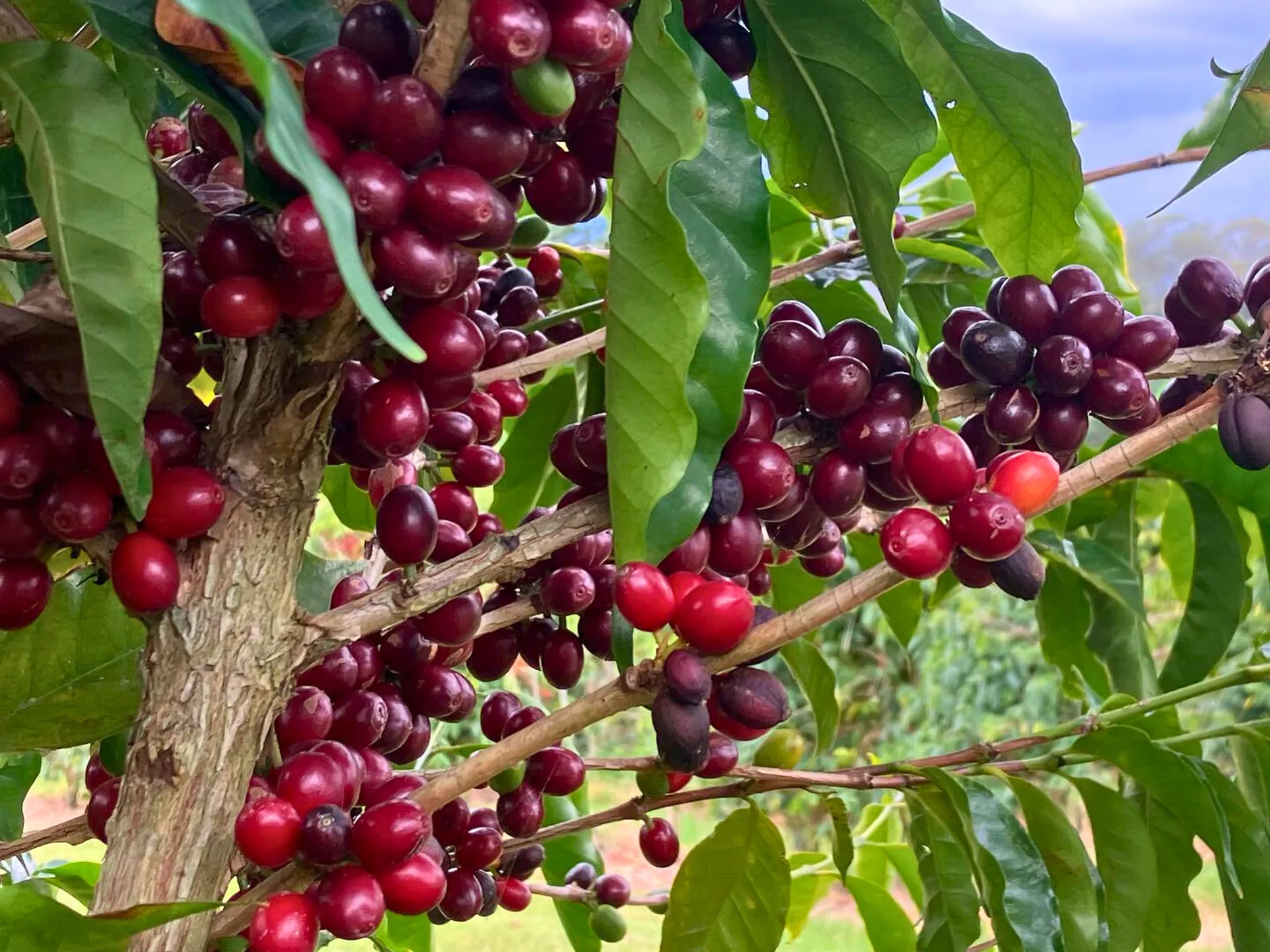 Coffee cherry plant