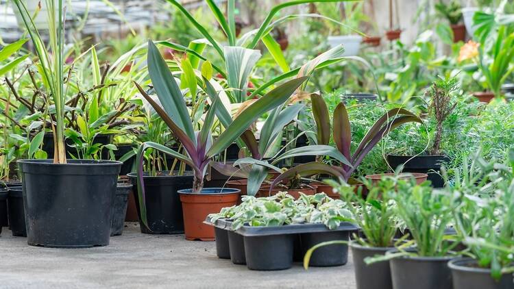 plantes, planta, vegetació