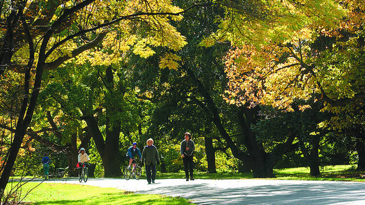 Stroll the Arnold Arboretum