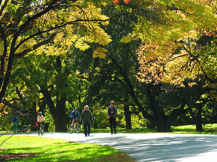 Stroll the Arnold Arboretum