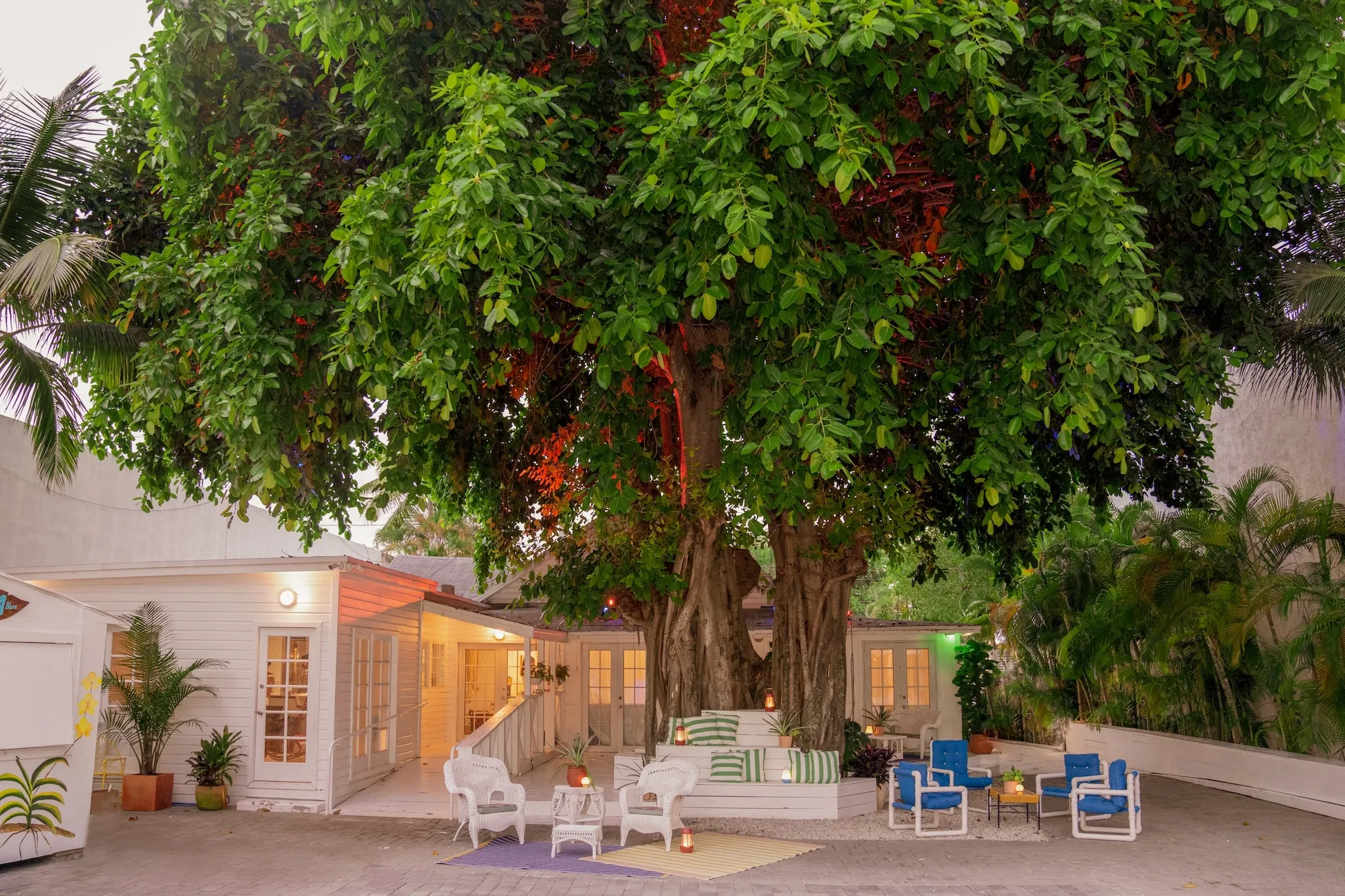 ZeyZey's magic unfolds under the welcoming canopy of an old banyan tree