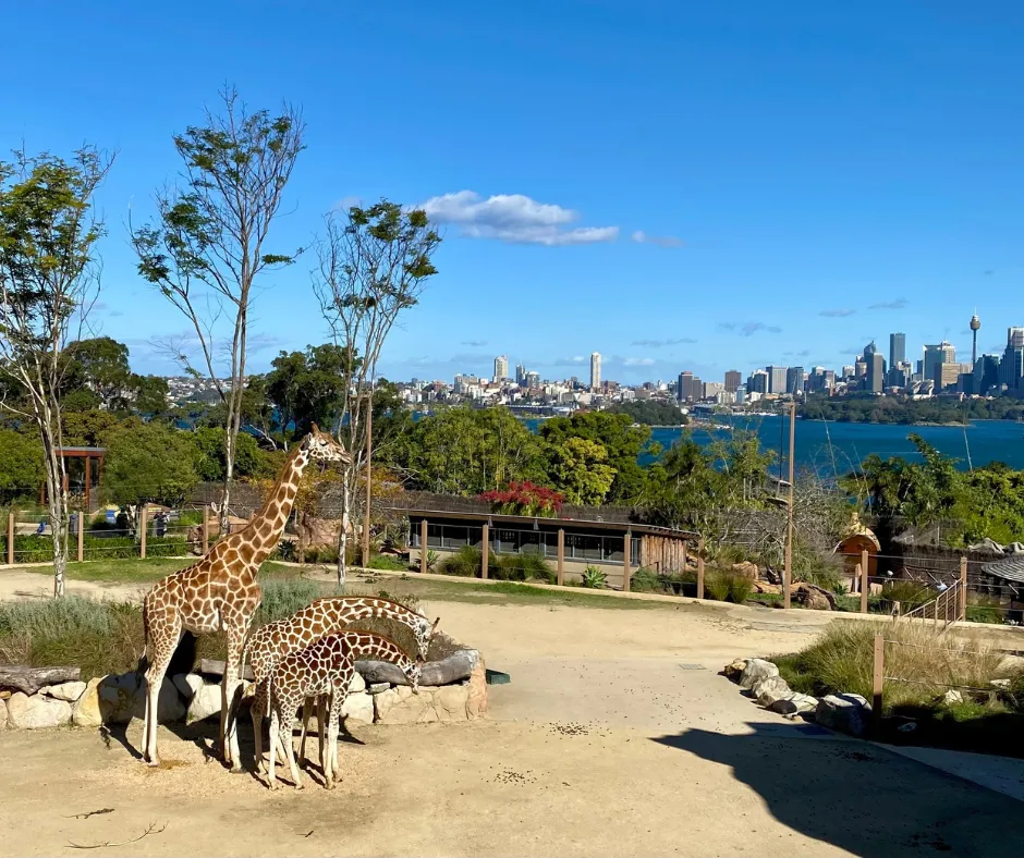 Giraffes at Taronga Zoo with view of sydney in the background