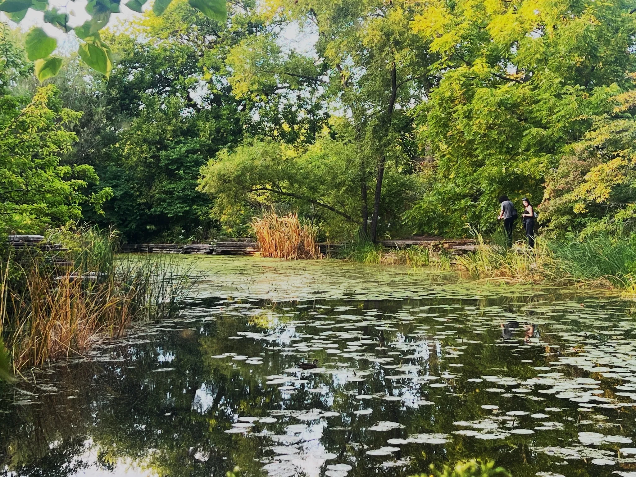The titular lily pool at Alfred Caldwell Lily Pool.