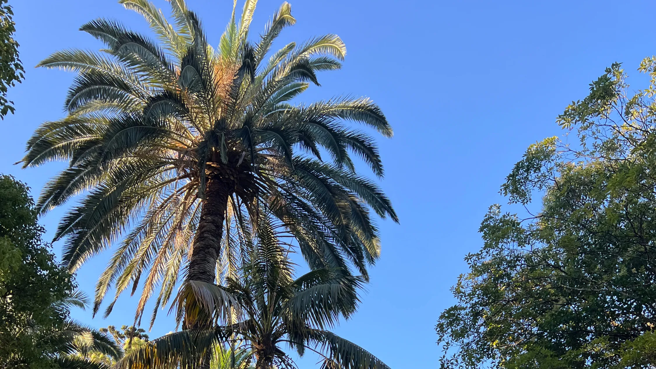 Trees in Sydney