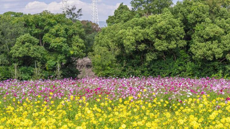 Cosmos Festival at Expo '70 Commemorative Park