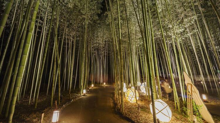 Arashiyama Bamboo Forest