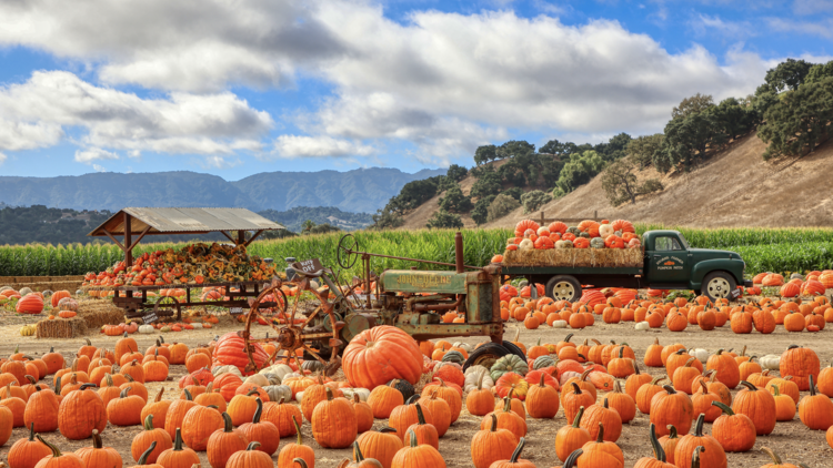 A field of pumpkins with mountains in the background.